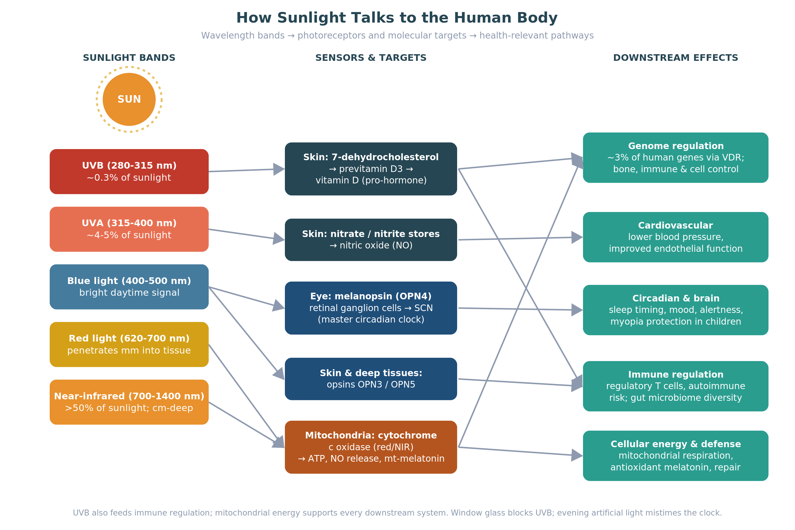 How sunlight talks to the human body: wavelength bands, molecular sensors, and downstream health effects